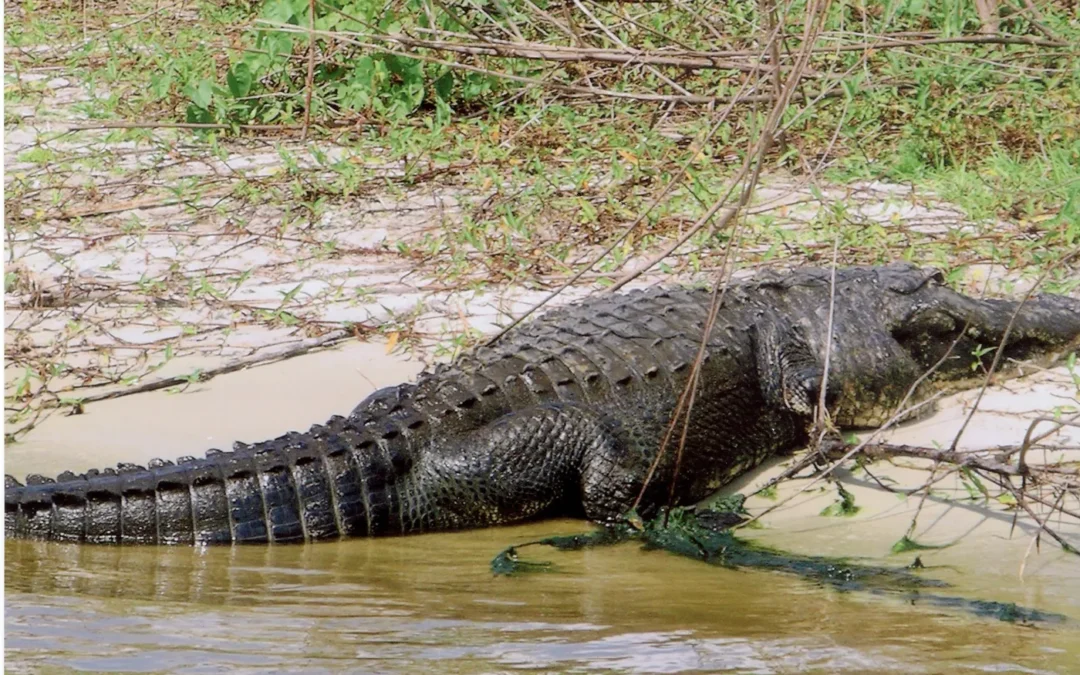 About The Wildlife In Lake Okeechobee