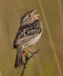 About-The-Wildlife-In-Lake-Okeechobee